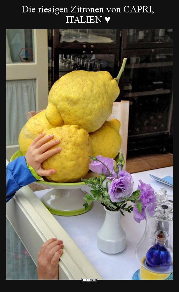 Die riesigen Zitronen von CAPRI, ITALIEN ♥.. - Lustige Bilder | DEBESTE.de