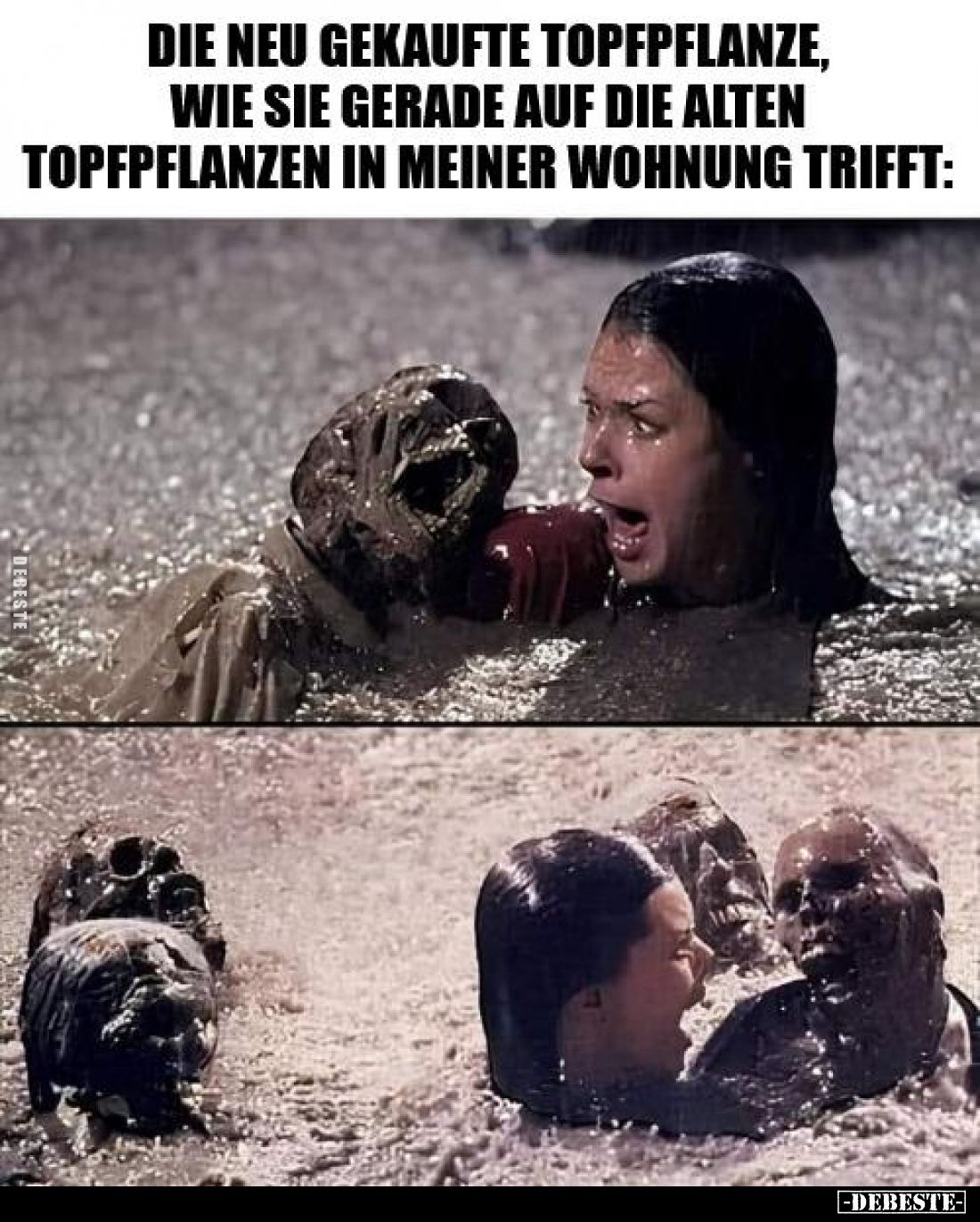 Die neu gekaufte Topfpflanze, wie sie gerade auf die alten Topfpflanzen in meiner Wohnung trifft: