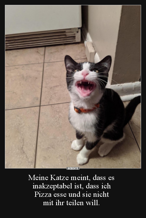 Meine Katze meint, dass es inakzeptabel ist, dass ich..