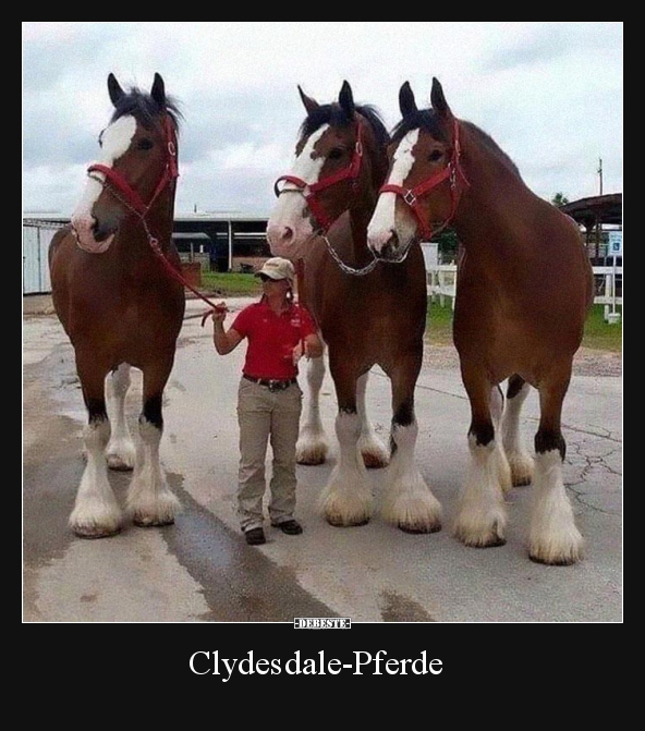 Clydesdale-Pferde..