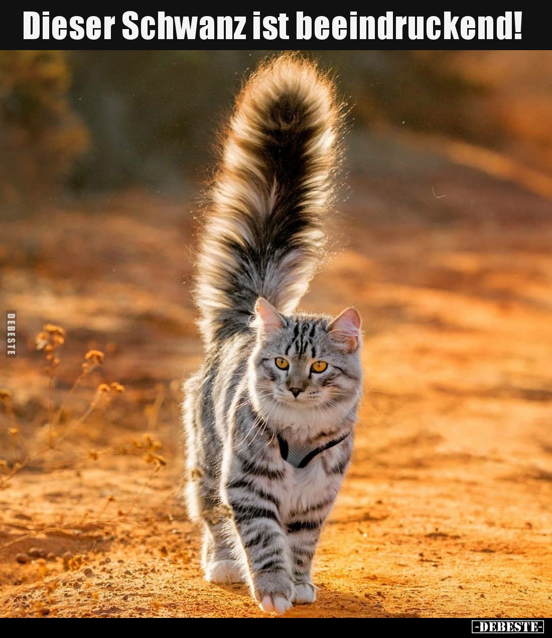 Dieser Schwanz ist beeindruckend!