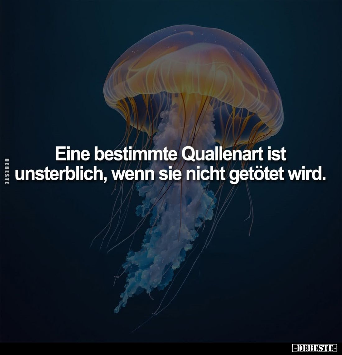 Eine bestimmte Quallenart ist unsterblich... - Lustige Bilder | DEBESTE.de
