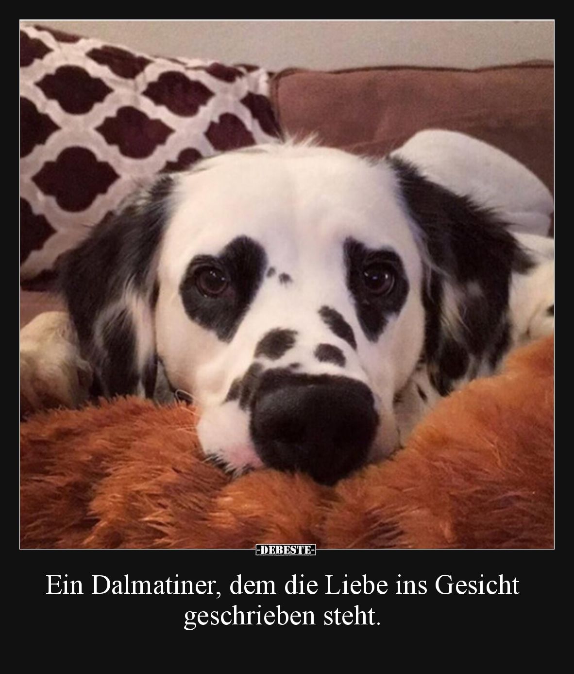 Ein Dalmatiner, dem die Liebe ins Gesicht geschrieben steht.