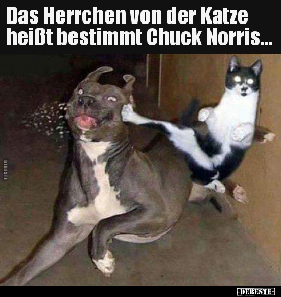 Das Herrchen Von Der Katze Heisst Bestimmt Chuck Lustige Bilder Spruche Witze Echt Lustig