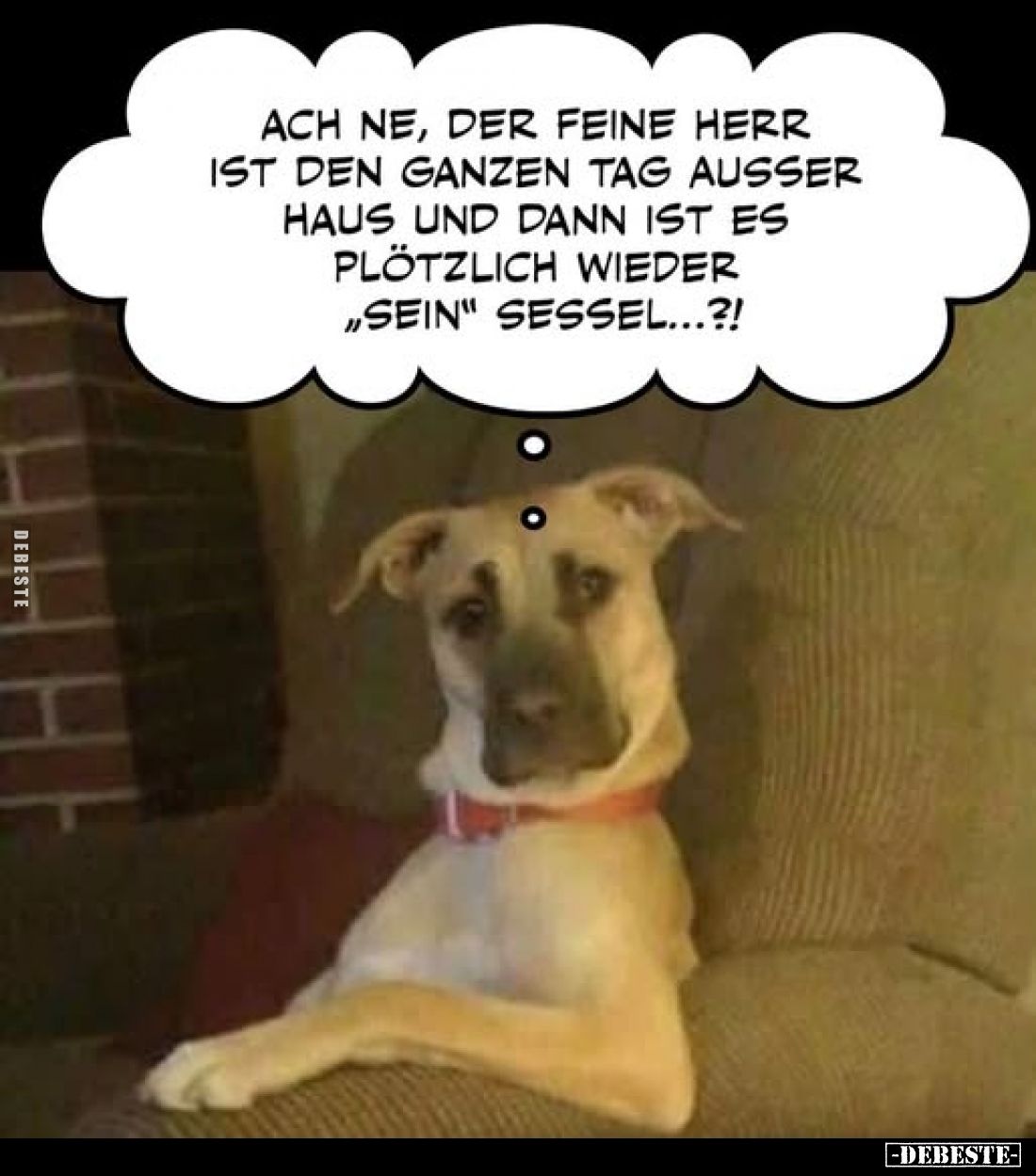 Ach ne, der feine Herr ist den ganzen Tag außer Haus und dann ist es plötzlich wieder "sein" Sessel...?!