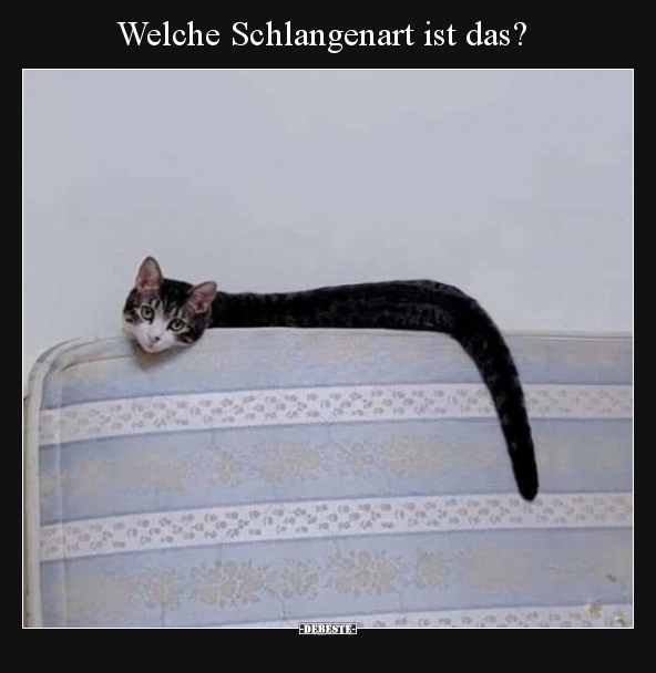 Welche Schlangenart ist das?.. - Lustige Bilder | DEBESTE.de