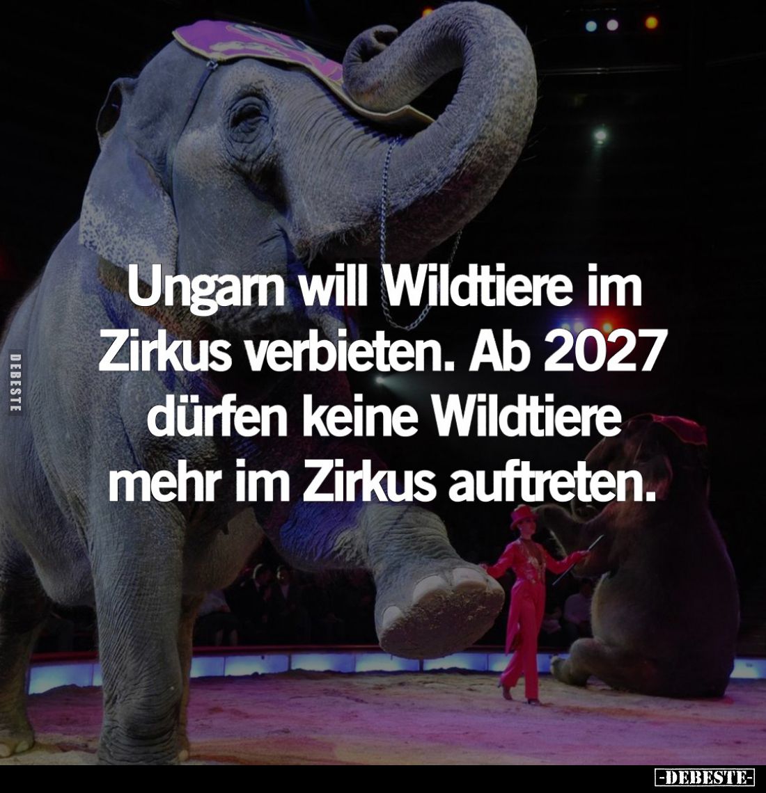 Ungarn will Wildtiere im Zirkus verbieten. Ab 2027 dürfen keine Wildtiere mehr im Zirkus auftreten.