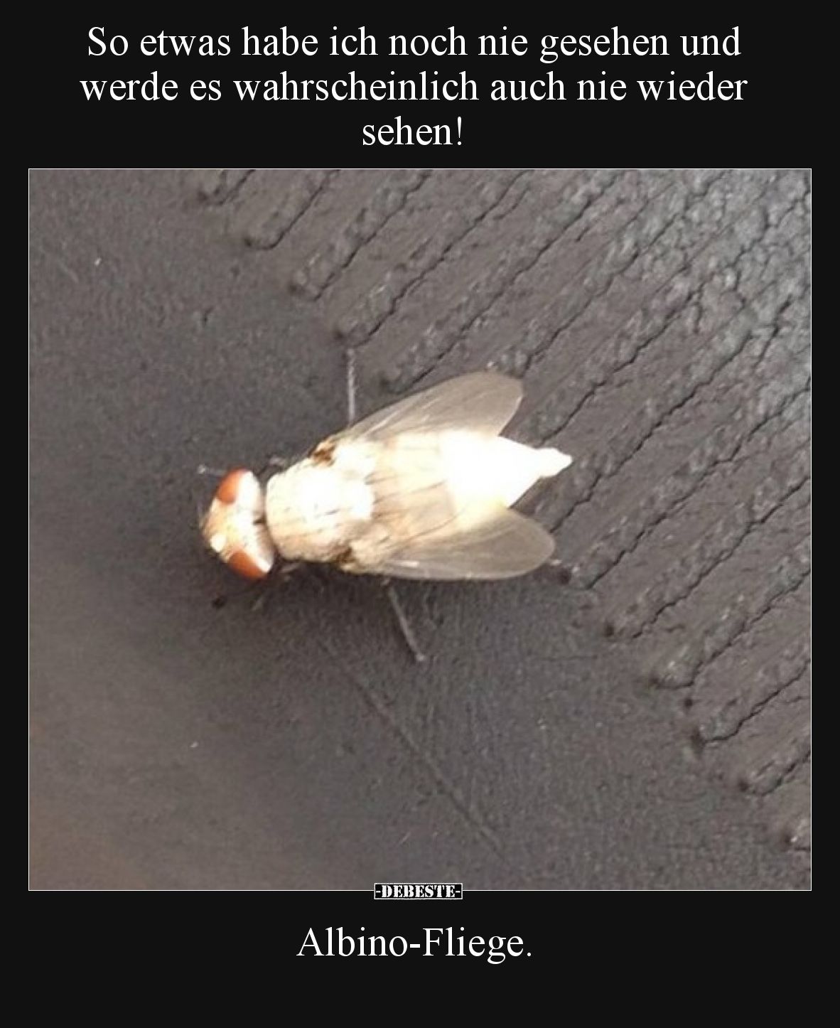 So etwas habe ich noch nie gesehen und werde es wahrscheinlich auch nie wieder sehen! Albino-Fliege.