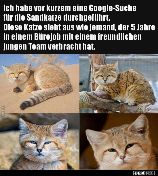 Ich habe vor kurzem eine Google-Suche für die Sandkatze.. - Lustige Bilder | DEBESTE.de