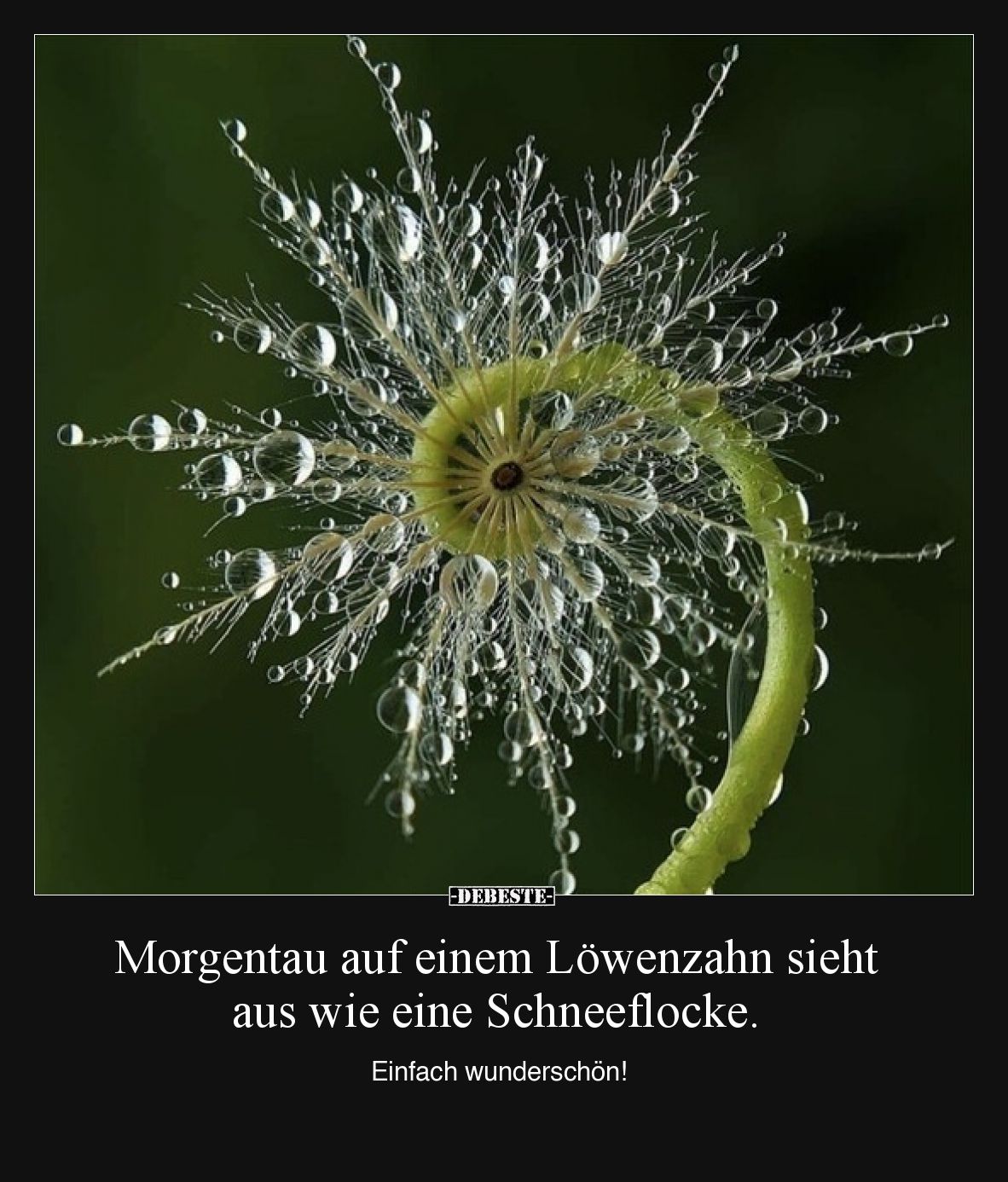 Morgentau auf einem Löwenzahn sieht aus wie eine Schneeflocke.  Einfach wunderschön!