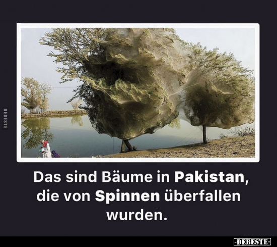 Das sind Bäume in Pakistan, die von Spinnen überfallen wurden.. - Lustige Bilder | DEBESTE.de