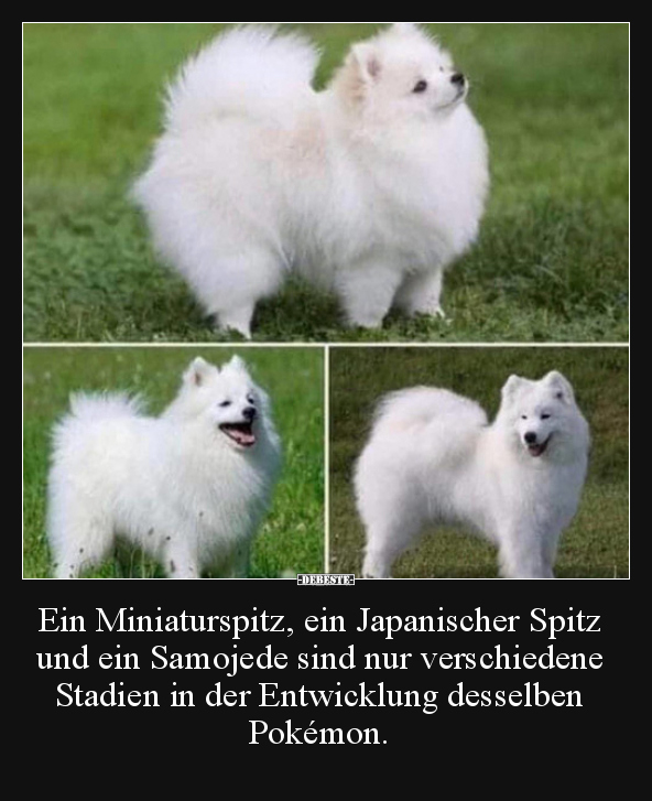 Ein Miniaturspitz, ein Japanischer Spitz und ein Samojede.. - Lustige Bilder | DEBESTE.de