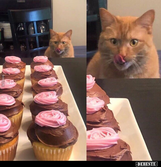  - Lustige Bilder | DEBESTE.de