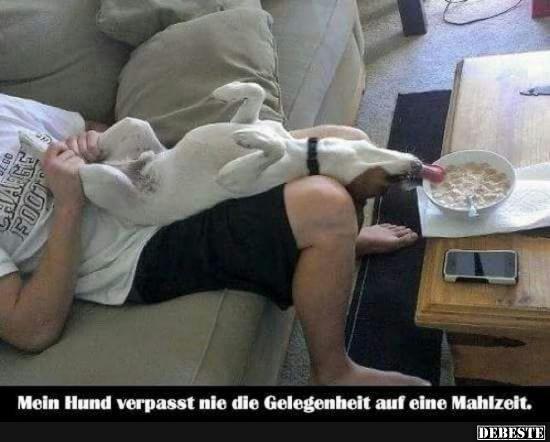 Mein Hund verpasst nie die Gelegenheit auf eine Mahlzeit..