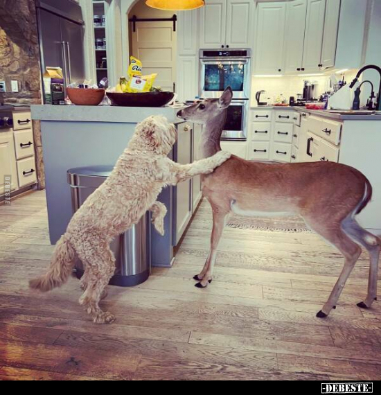  - Lustige Bilder | DEBESTE.de