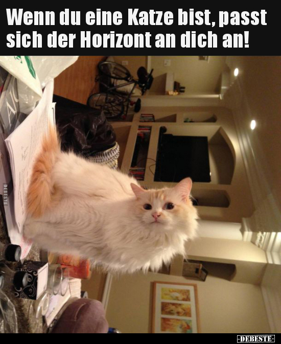 Wenn du eine Katze bist, passt sich der Horizont an dich.. - Lustige Bilder | DEBESTE.de