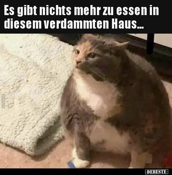 Es gibt nichts mehr zu essen in diesem verdammten..