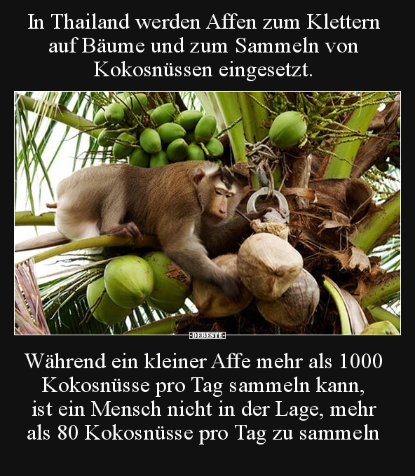 In Thailand werden Affen zum Klettern auf Bäume und zum.. - Lustige Bilder | DEBESTE.de