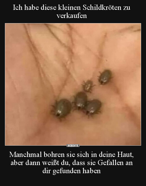Ich habe diese kleinen Schildkröten zu verkaufen... - Lustige Bilder | DEBESTE.de