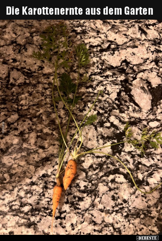 Die Karottenernte aus dem Garten.. - Lustige Bilder | DEBESTE.de