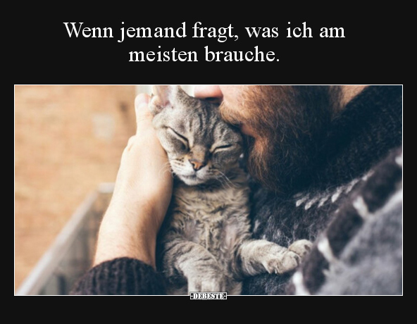 Lustige Bilder zum Thema: Katzen, Wenn