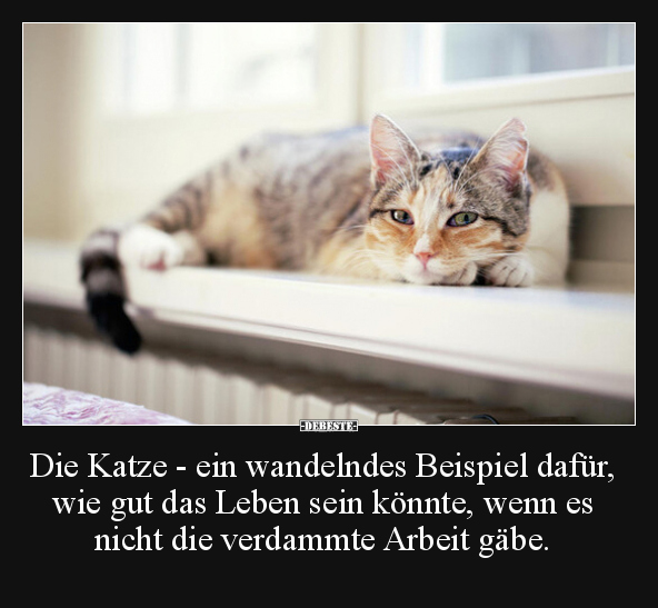 Die Katze - ein wandelndes Beispiel dafür, wie gut das.. - Lustige Bilder | DEBESTE.de