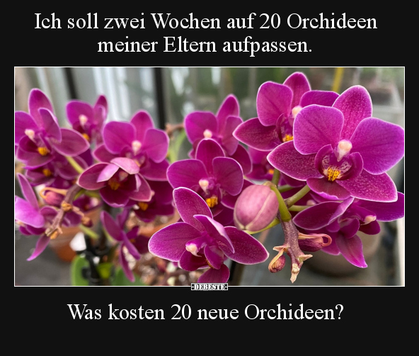 Ich soll zwei Wochen auf 20 Orchideen meiner Eltern.. - Lustige Bilder | DEBESTE.de