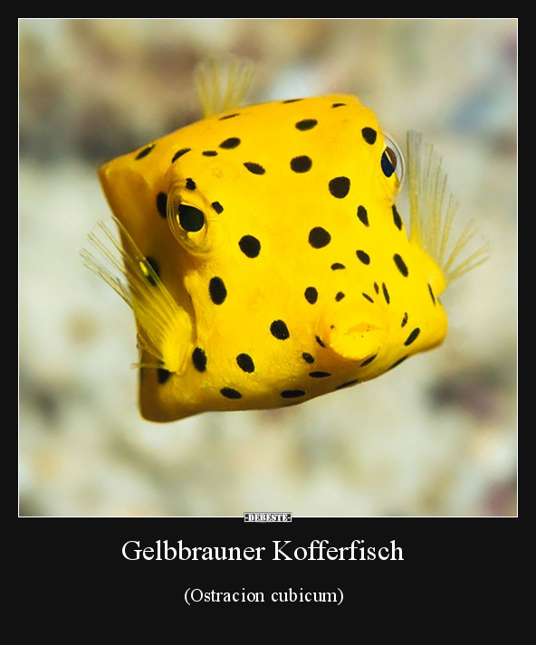 Gelbbrauner Kofferfisch (Ostracion cubicum). - Lustige Bilder | DEBESTE.de