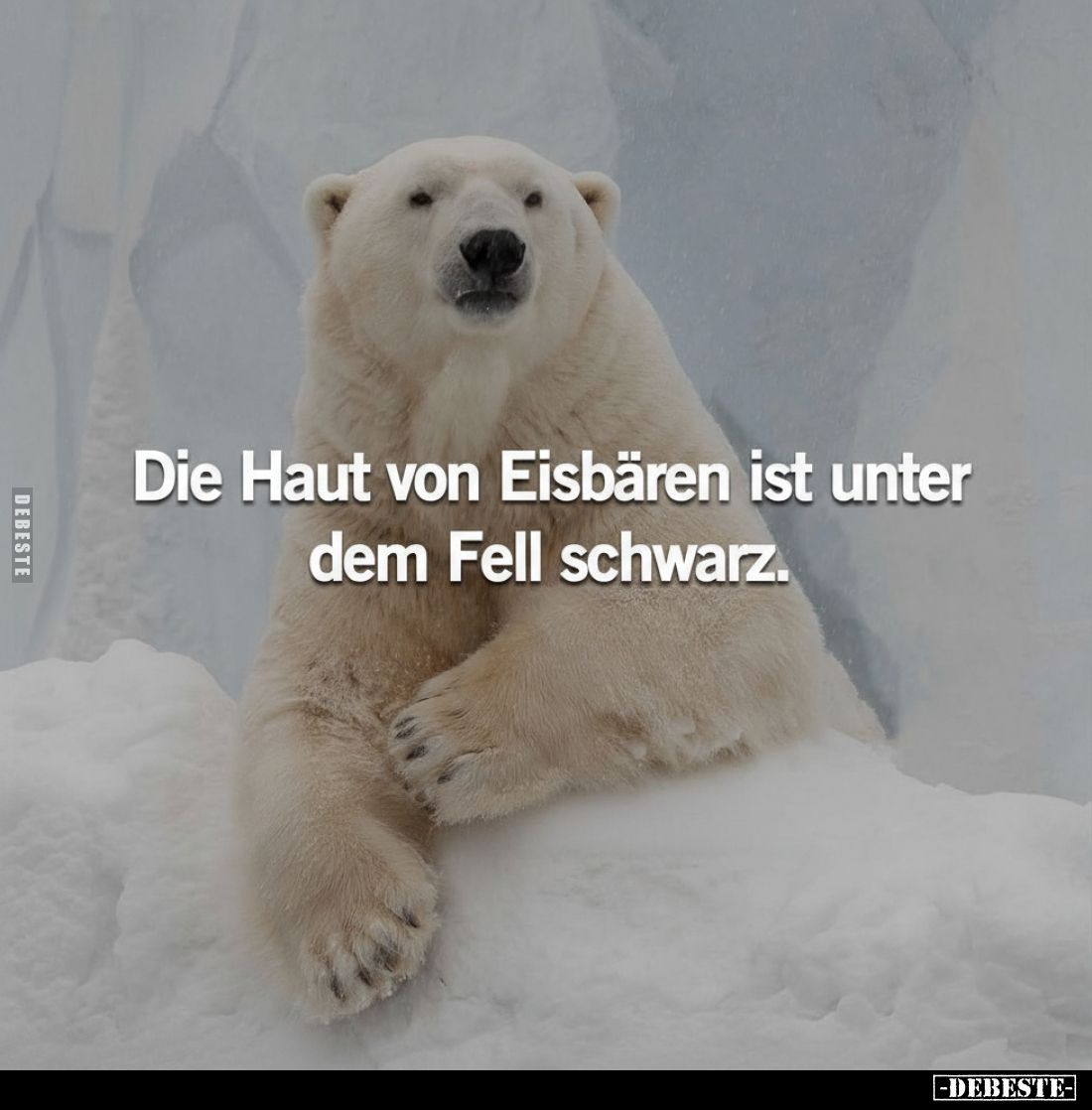 Die Haut von Eisbären ist unter dem Fell schwarz.