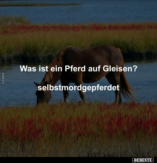 Was ist ein Pferd auf Gleisen?.. - Lustige Bilder | DEBESTE.de