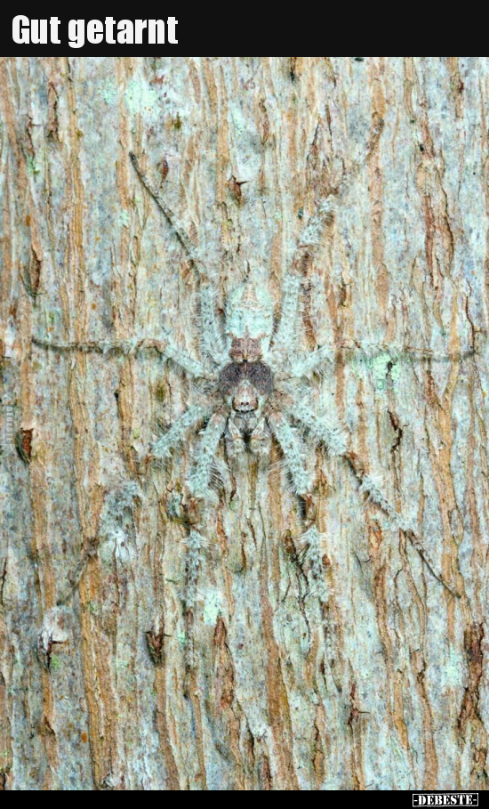 Gut getarnt..
