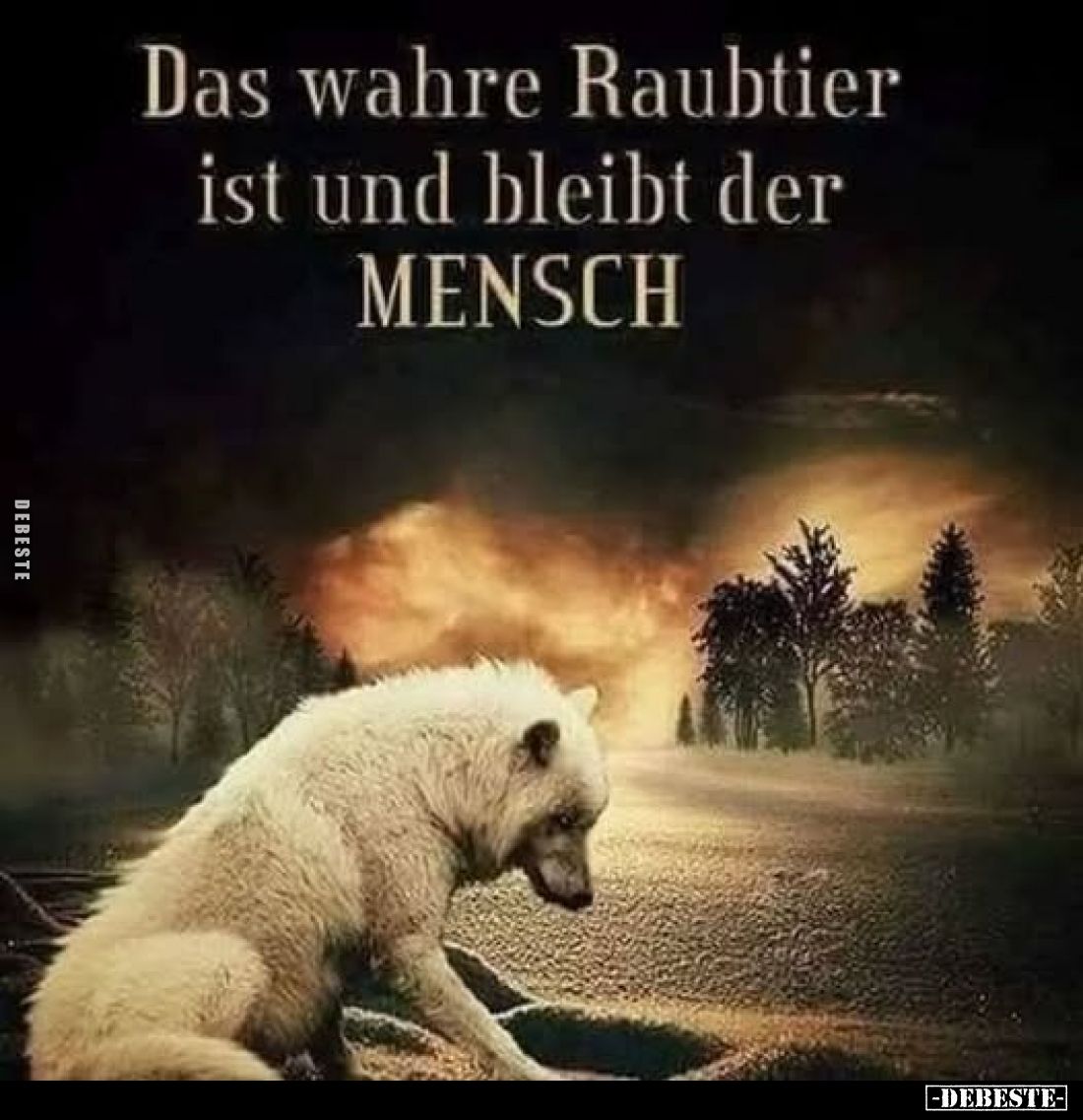 Das wahre Raubtier ist und bleibt der MENSCH