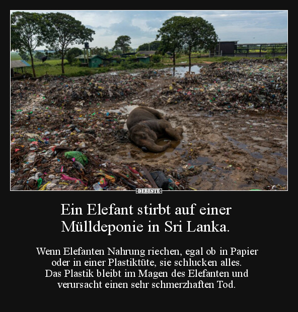 Ein Elefant stirbt auf einer Mülldeponie in Sri Lanka... - Lustige Bilder | DEBESTE.de