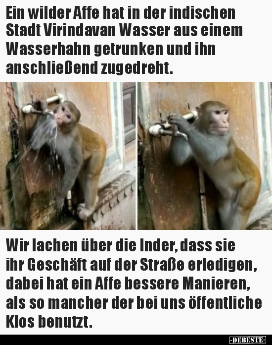Ein wilder Affe hat in der indischen Stadt Virindavan.. - Lustige Bilder | DEBESTE.de