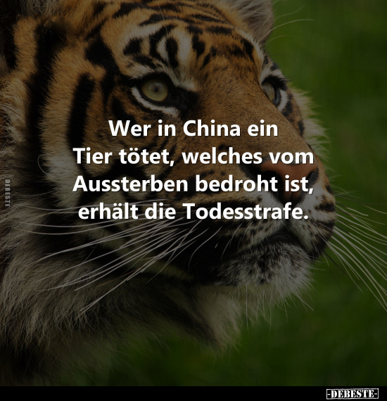 Wer in China ein Tier tötet, welches vom Aussterben bedroht ist.. - Lustige Bilder | DEBESTE.de