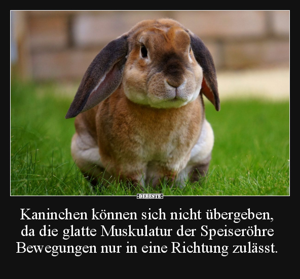 Kaninchen können sich nicht übergeben, da.. - Lustige Bilder | DEBESTE.de