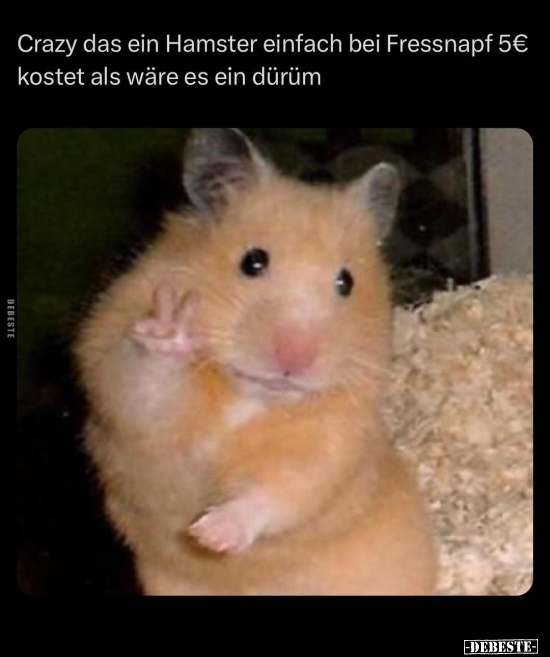Crazy das ein Hamster.. - Lustige Bilder | DEBESTE.de