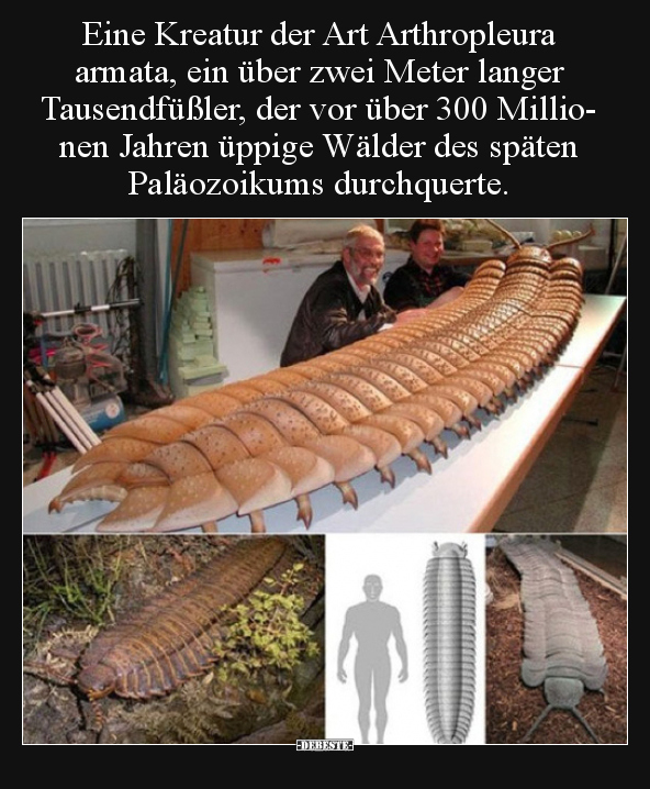 Eine Kreatur der Art Arthropleura armata, ein über zwei.. - Lustige Bilder | DEBESTE.de