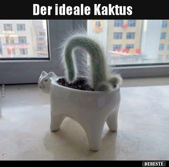 Der ideale Kaktus..
