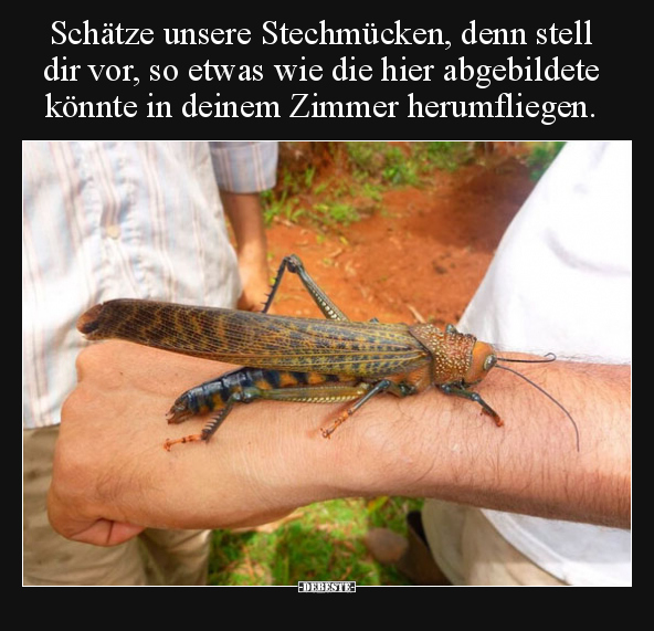 Schätze unsere Stechmücken, denn stell dir vor, so etwas.. - Lustige Bilder | DEBESTE.de