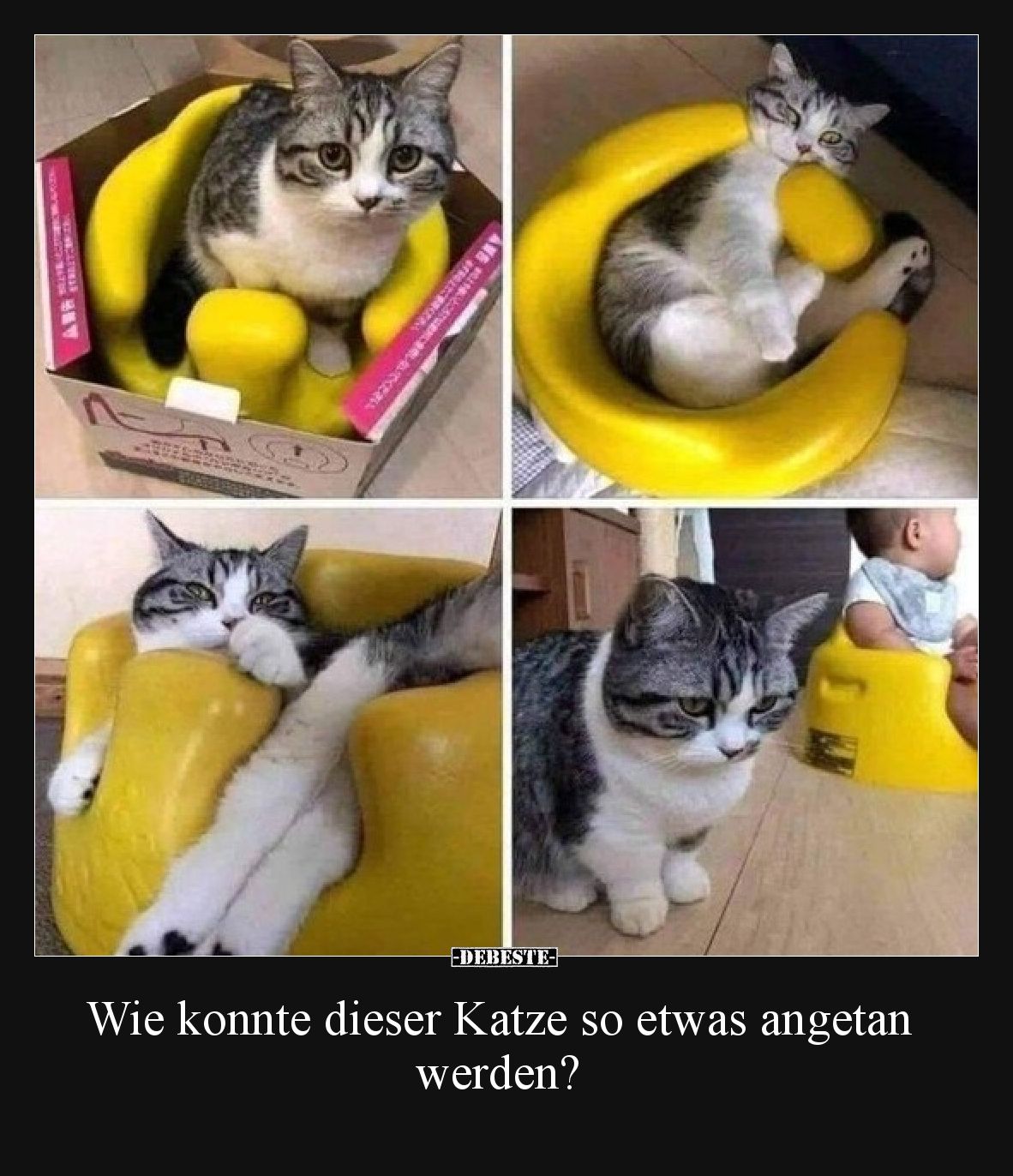 Wie konnte dieser Katze so etwas angetan werden?