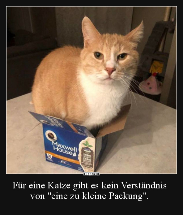 Für eine Katze gibt es kein Verständnis von "eine zu.."