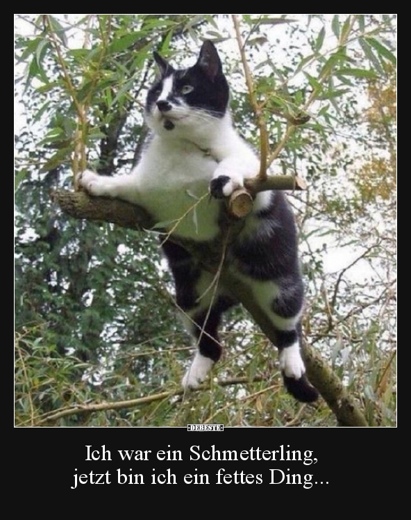 Ich war ein Schmetterling, jetzt bin ich ein fettes..