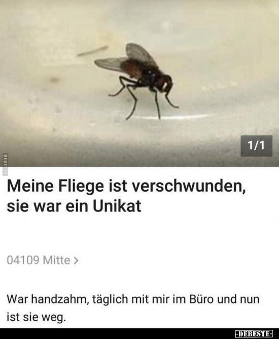 Meine Fliege ist verschwunden, sie war ein Unikat.. Lustige Bilder