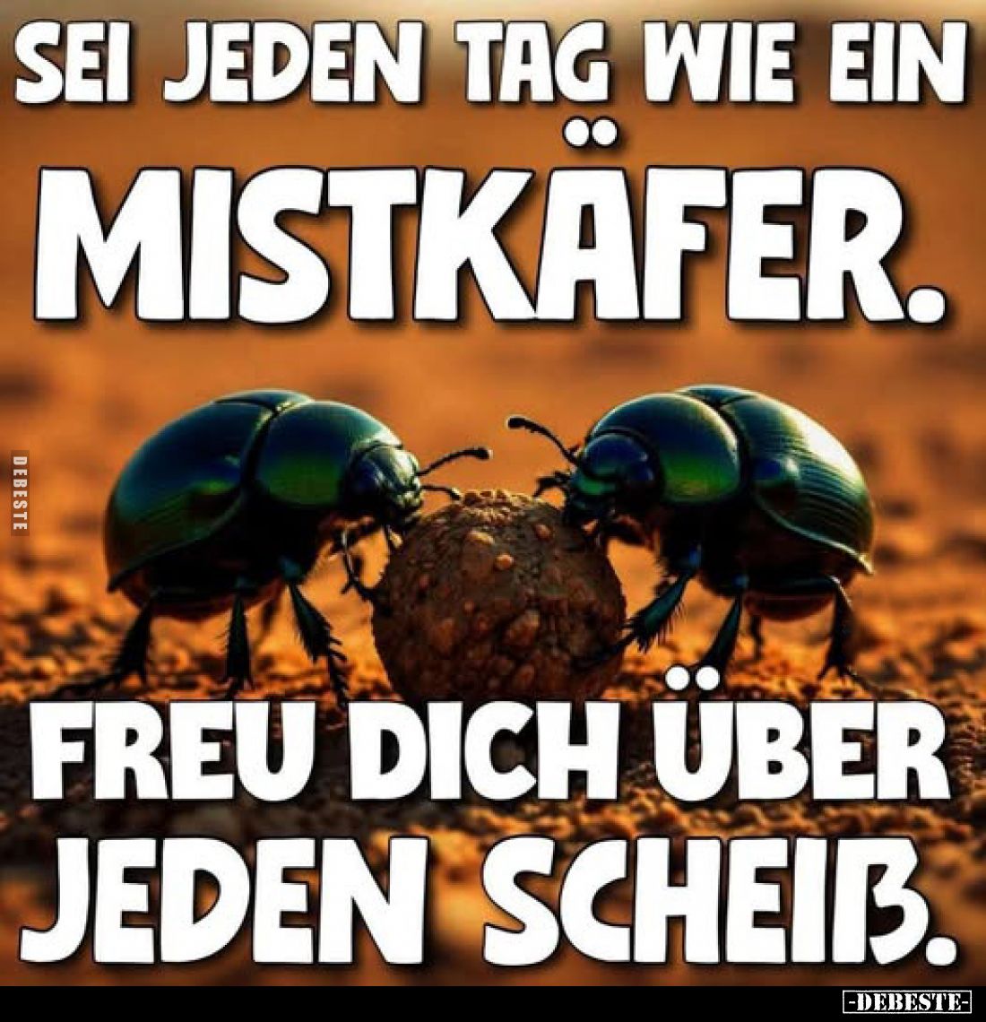 Sei jeden Tag wie ein Mistkäfer.
Freu dich über jeden Scheiß.