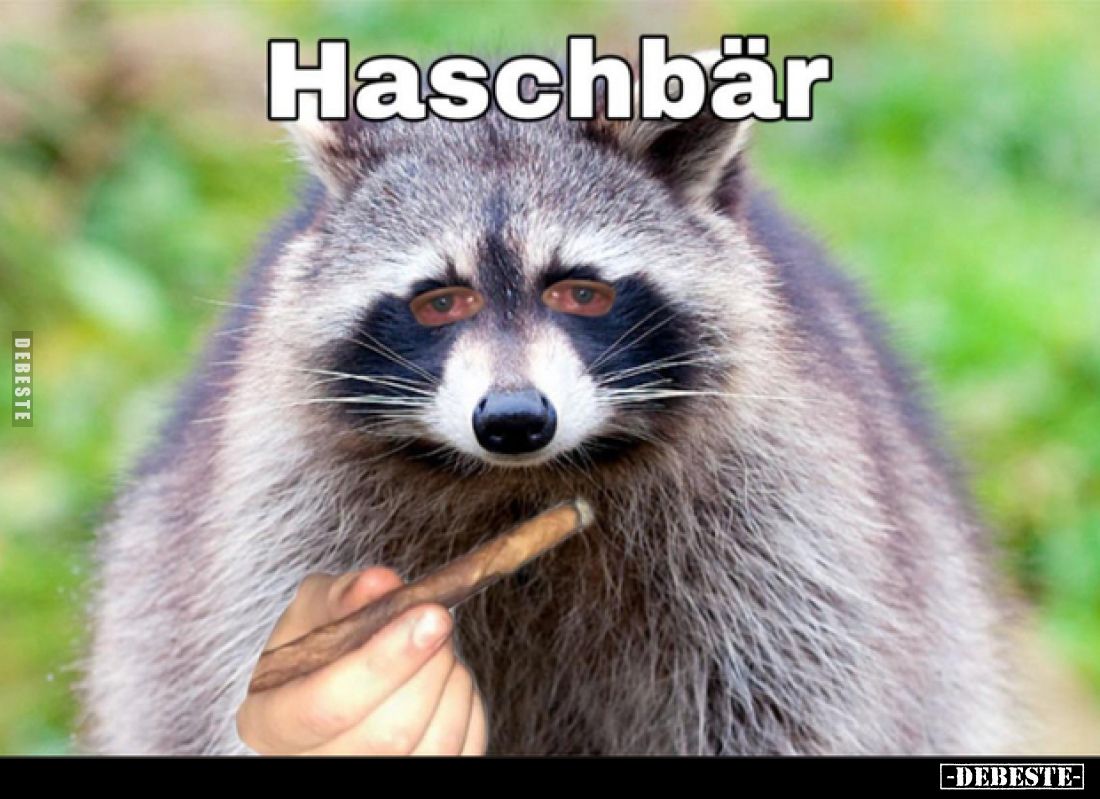Haschbär