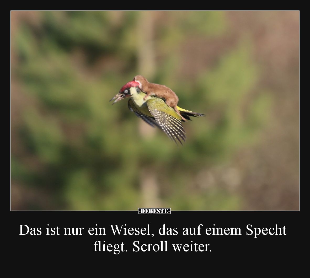 Das ist nur ein Wiesel, das auf einem Specht fliegt... - Lustige Bilder | DEBESTE.de