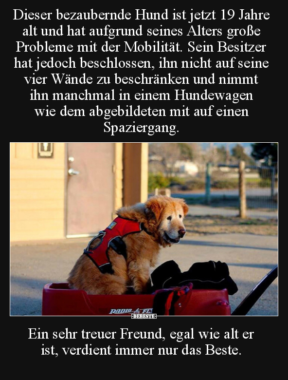 Dieser bezaubernde Hund ist jetzt 19 Jahre alt und hat.. - Lustige Bilder | DEBESTE.de