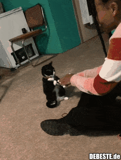 Spielen mit der Katze..