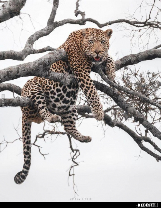  - Lustige Bilder | DEBESTE.de